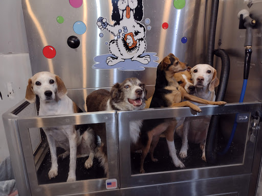 Pet Groomer «Belly scRubs Self Service Pet Wash», reviews and photos, 119 WV-34 #1, Hurricane, WV 25526, USA