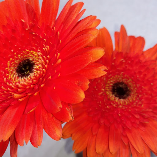 Florist «Myers Florist/Emerald Gardens Flowers», reviews and photos, 2906 Hillsborough Rd, Durham, NC 27705, USA