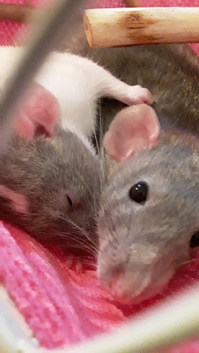 Pet Store «Pet Asylum», reviews and photos, 3700 U.S. 9, Howell, NJ 07731, USA