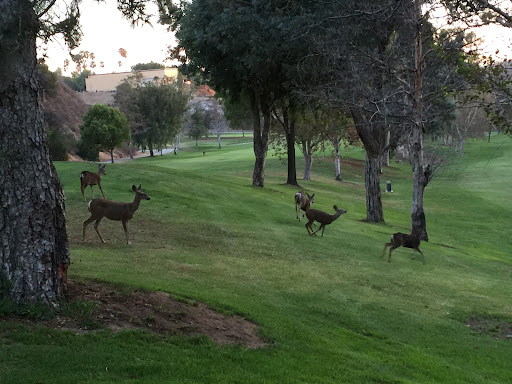 Golf Course «DeBell Golf Club», reviews and photos, 1500 E Walnut Ave, Burbank, CA 91501, USA