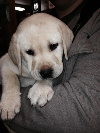 Pet Supply Store «Cheshire Cat & Dog Too», reviews and photos, 1320 Waterbury Rd, Cheshire, CT 06410, USA