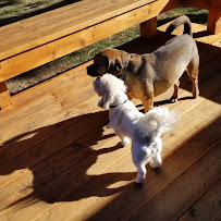 Tiny Tails Pet Care - Photo 1 - Car repair in , Bend