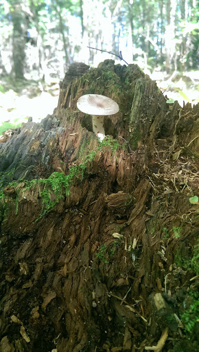 History Museum «Forest History Center», reviews and photos, 2609 Co Rd 76, Grand Rapids, MN 55744, USA