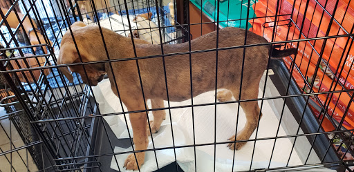 Pet Supply Store «Petco Animal Supplies», reviews and photos, 7303 Pinnacle Pkwy, Covington, LA 70433, USA