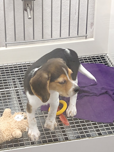 Pet Store «Petland», reviews and photos, 7030 Bandera Rd, San Antonio, TX 78238, USA