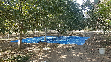 Argun-Ceviz Bahçesi - Walnut Orchard