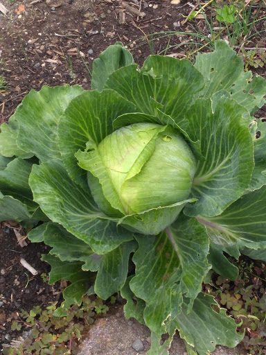 Park «Kirke Park», reviews and photos, 7028 9th Ave NW, Seattle, WA 98117, USA