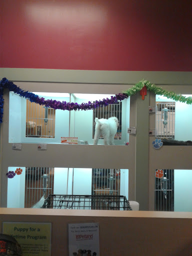 Pet Store «Petland of Plantation», reviews and photos, 801 S University Dr, Plantation, FL 33324, USA