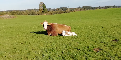 Josera Großhandel Waibel Stefan unter Bernbeuren, 
