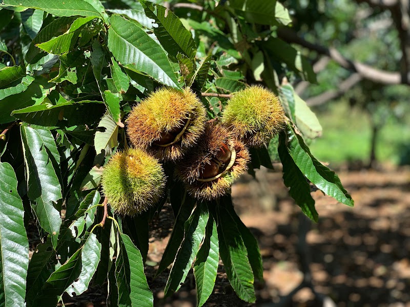 フルーツパーク久松農園 茨城県かすみがうら市下佐谷 果樹園 グルコミ