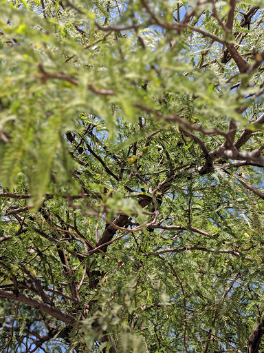 Park «Bicentennial Park», reviews and photos, 16705 N Nash St, Surprise, AZ 85378, USA