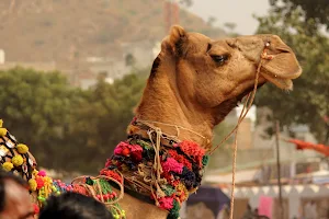 Pushkar Cattle Fair image