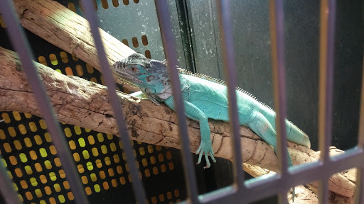 Pet Store «CUSTOM CREATURES PET SHOP», reviews and photos, 10727 N 19th Ave, Phoenix, AZ 85029, USA