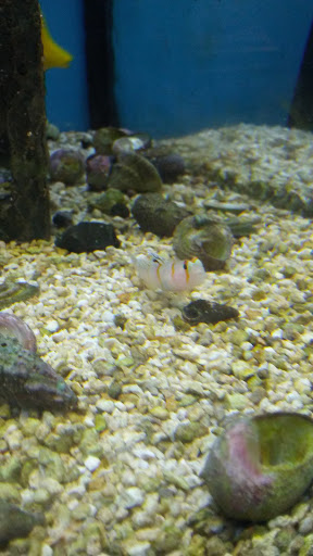 Pet Supply Store «Petco Animal Supplies», reviews and photos, 993 Branson Hills Pkwy, Branson, MO 65616, USA