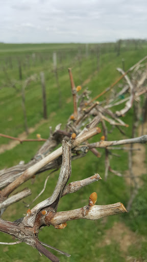 Winery «Fireside Winery», reviews and photos, 1755 P Ave, Marengo, IA 52301, USA