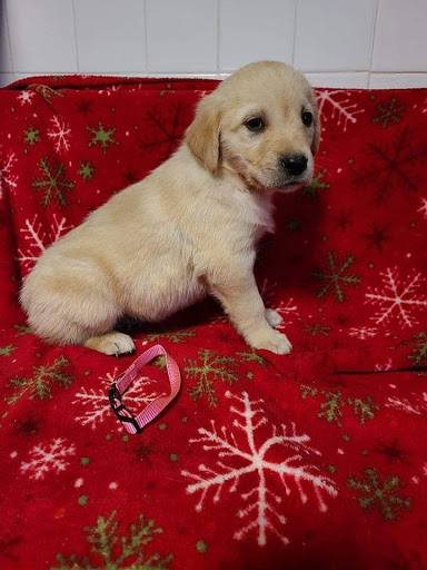 Pet Supply Store «Petco Animal Supplies», reviews and photos, 993 Branson Hills Pkwy, Branson, MO 65616, USA