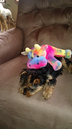 Pet Supply Store «Petco Animal Supplies», reviews and photos, 129 Mall Way, Marysville, WA 98270, USA