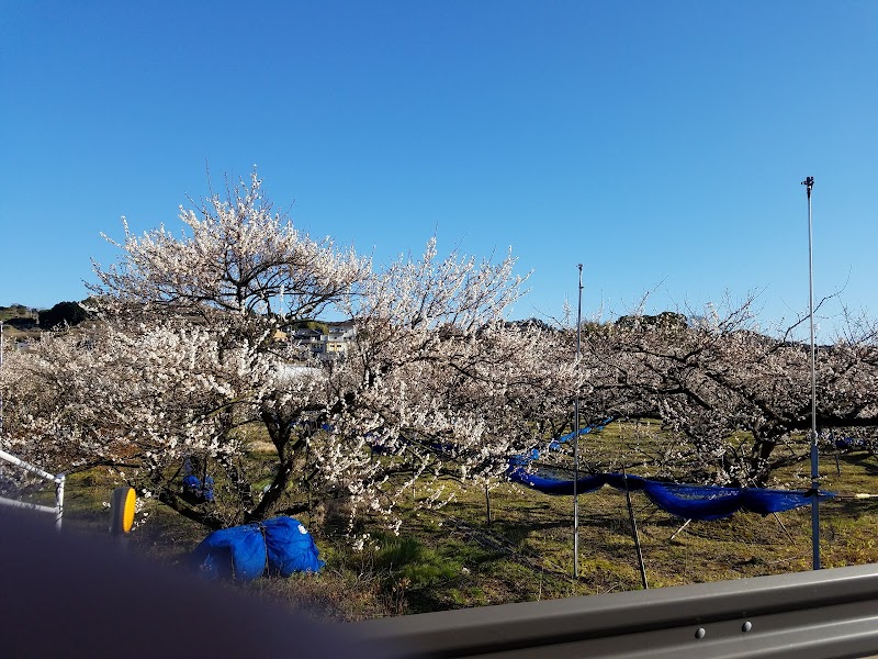 晩稲幼児公園