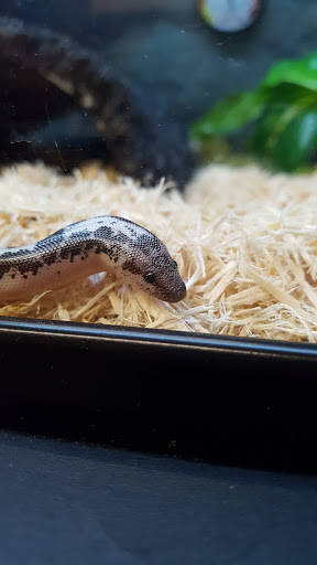 Pet Supply Store «Petco Animal Supplies», reviews and photos, 35860 Chester Rd, Avon, OH 44011, USA