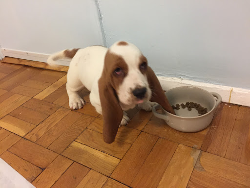 Pet Supply Store «Petland Discounts - Rego Park», reviews and photos, 94-18 63rd Dr, Rego Park, NY 11374, USA