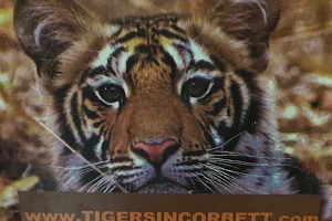 Tigers in Corbett image