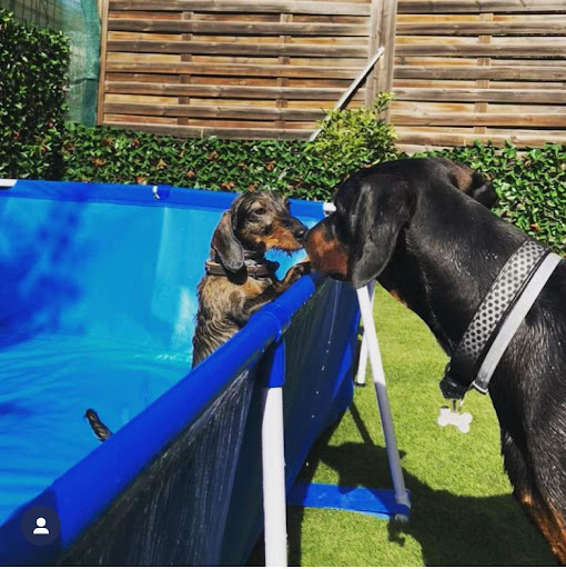 Pensioni per cani e dog hotel a Mi Fido - Asilo per cani