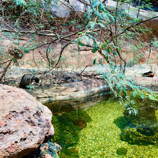 Zoo «Desert Dome & Kingdoms of the Night», reviews and photos, 3701 S 10th St, Omaha, NE 68108, USA