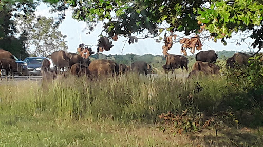 Nature Preserve «Elk and Bison Prairie», reviews and photos, Elk & Bison Prairie Rd, Golden Pond, KY 42211, USA