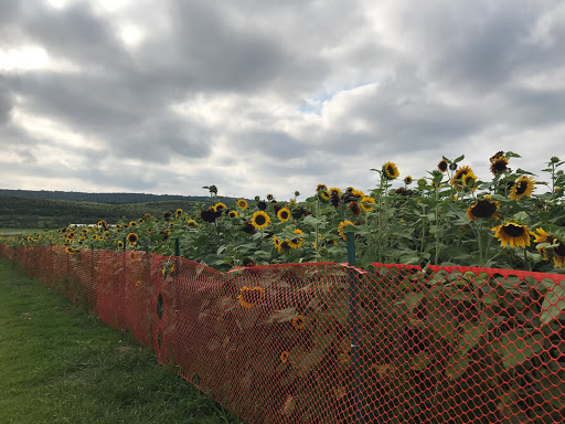 Tourist Attraction «Sunflower Maze», reviews and photos, South St, Middlefield, CT 06455, USA