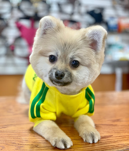 Pet Supply Store «Bully Zone Pet Supplies & Pet Grooming», reviews and photos, 1409 McCarter Hwy, Newark, NJ 07104, USA