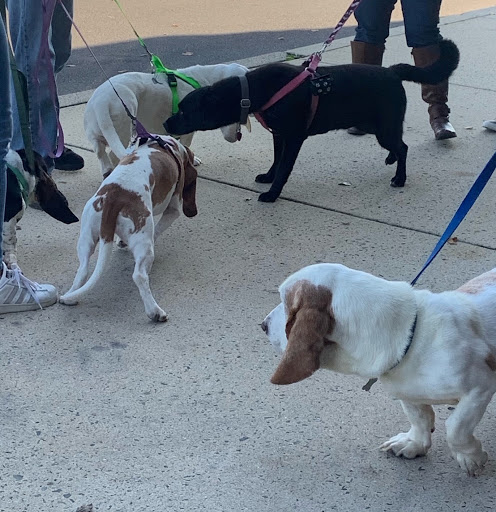 Insurance Agency «Shawn Velez - State Farm Insurance Agent», reviews and photos