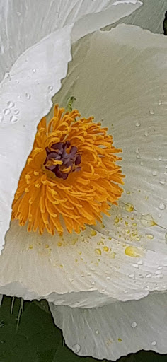 Park «River Legacy Parks», reviews and photos, 701 NE Green Oaks Blvd, Arlington, TX 76006, USA