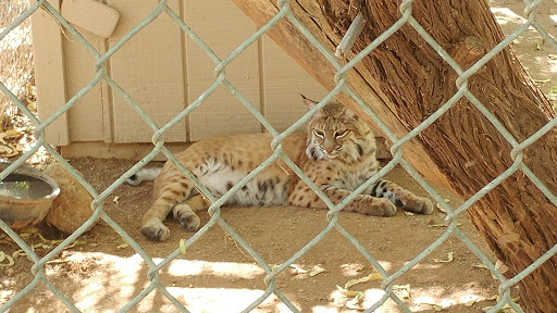 Wildlife Rescue Service «Southwest Wildlife Conservation Center», reviews and photos, 27026 N 156th St, Scottsdale, AZ 85262, USA