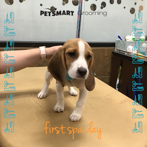 Pet Supply Store «PetSmart», reviews and photos, 1500 E Village Way #2380, Orange, CA 92865, USA