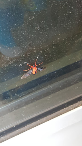 Supermarket «Walmart Neighborhood Market», reviews and photos, 2800 N Hwy 190, Covington, LA 70433, USA