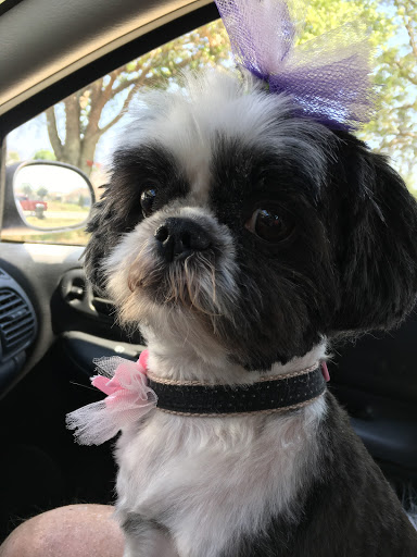 Animal Alley Grooming