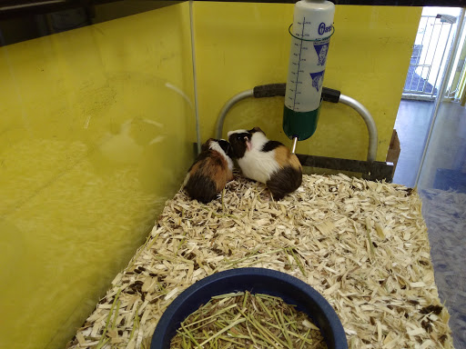 Pet Supply Store «Marine Dog Pet Supplies», reviews and photos, 1350 Hicksville Rd, Massapequa, NY 11758, USA