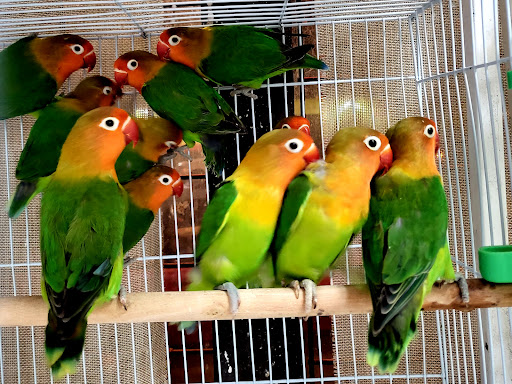 Pet Store «Louis Birds Pets & Supplies», reviews and photos, 80 Keyes St, San Jose, CA 95122, USA