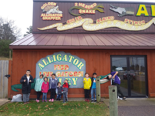 Alligator Alley Adventures