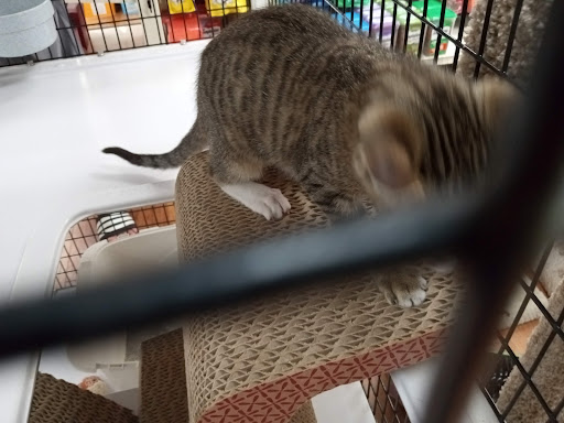 Pet Supply Store «Pet Supermarket», reviews and photos, 1040 Palm Coast Pkwy NW, Palm Coast, FL 32137, USA