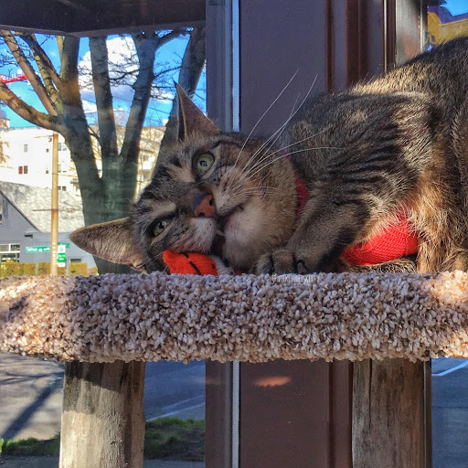 Pet Supply Store «All The Best Pet Care», reviews and photos, 1909 NW Market St, Seattle, WA 98107, USA