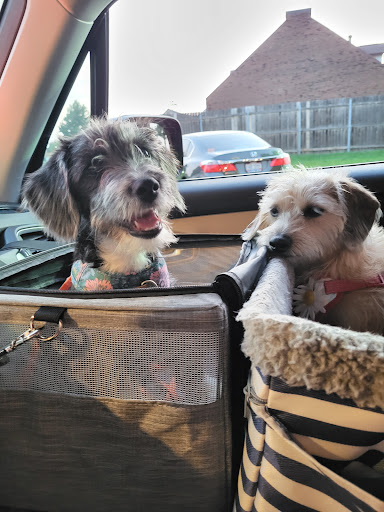 VIP Petcare Vaccination Clinic image