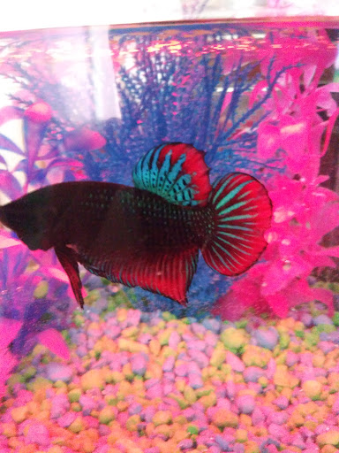 Pet Supply Store «Petco Animal Supplies», reviews and photos, 2541 NW Arterial, Dubuque, IA 52002, USA