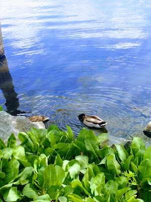 Lindo Lake County Park - photo 92