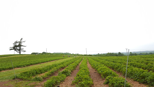 Tourist Attraction «Sunflower Maze», reviews and photos, South St, Middlefield, CT 06455, USA