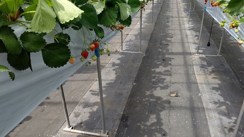 雪国アグリパーク 湯沢いちご村 新潟県湯沢町神立 農場 グルコミ