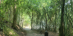 Wilderness Park/Bamboo Forest