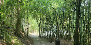 Wilderness Park/Bamboo Forest