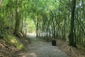 Wilderness Park/Bamboo Forest image