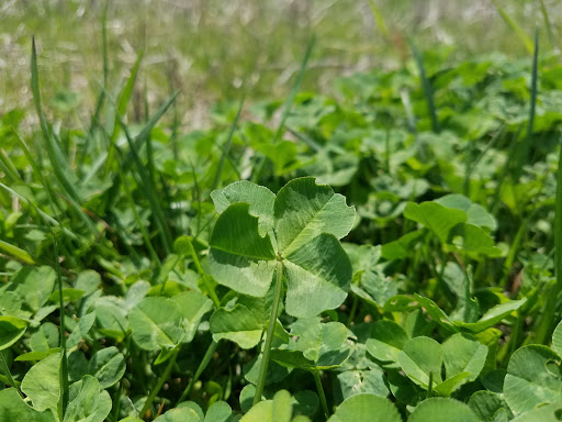 Nature Preserve «Orland Grassland», reviews and photos, 167th Street & S La Grange Road, Tinley Park, IL 60487, USA